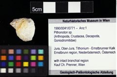 Foto (Objket + Etiketten) von Pithonoton sp. 